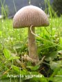 Amanita vaginata-amf237-1